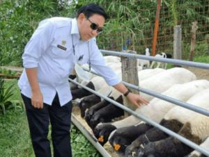 Gandeng HPDKI, Kementan Optimalkan Pengembangan Ternak Kambing Domba